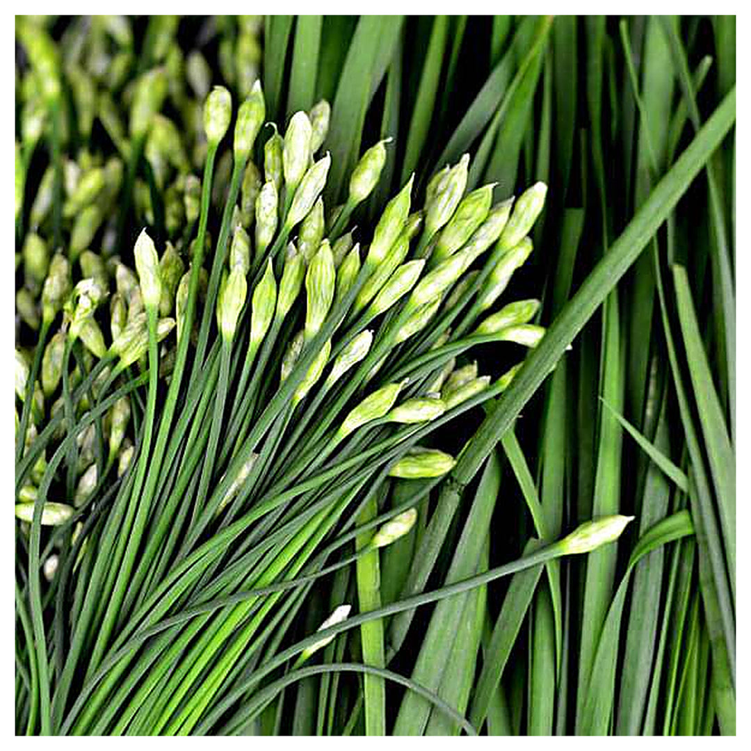 Garlic Chives Herb Seeds for Planting – Heirloom & Non-GMO Seeds for Culinary Herb Gardens and Edible Landscaping | Neera Seeds product photo [neera-v4-28a6eb019d698e22f20b]