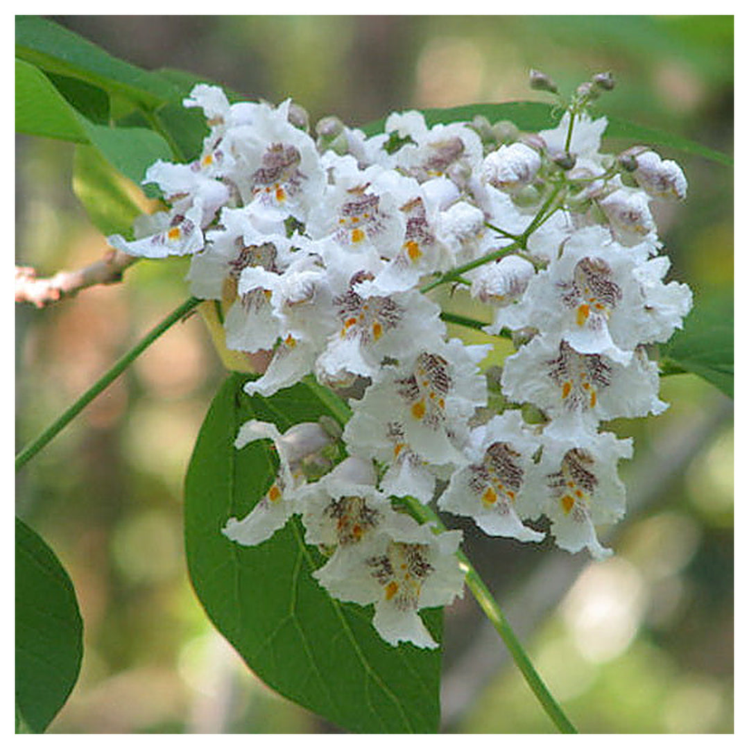 Heirloom Non-GMO White Catalpa Flower Seeds for Garden Planting – Fragrant Tree Blooms | Neera Seeds product photo [neera-v4-28b151a4a88d6e224317]