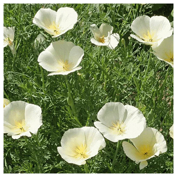 Heirloom White Eschscholtzia Jardim Flower Seeds for Planting – Non-GMO, Elegant Garden Blooms | Neera Seeds product photo [neera-v4-28b6f369a0842e745e59]