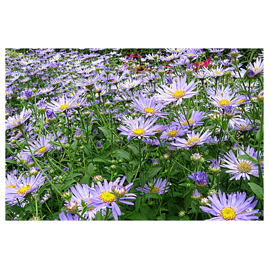 Organic Heirloom Non-GMO Blue Frikartii Seeds for Planting – Garden Aster Blooms | Neera Seeds product photo [neera-v4-28bbf6d3987ac2a45bd7]