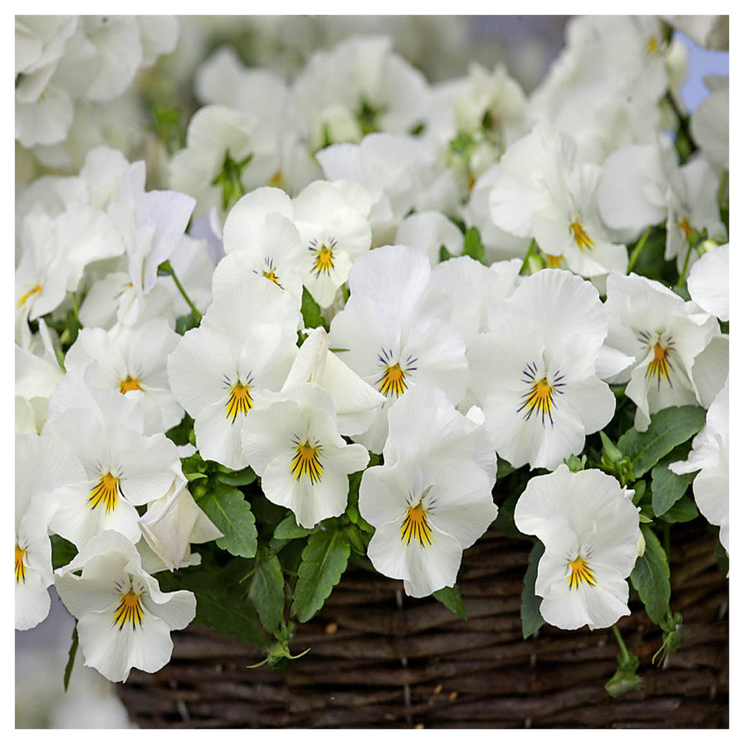 Heirloom White Pansy Flower Seeds for Planting, Non-GMO, Organic, Fresh and Vibrant Blooms | Neera Seeds product photo [neera-v4-28d24821b2b116e054c9]
