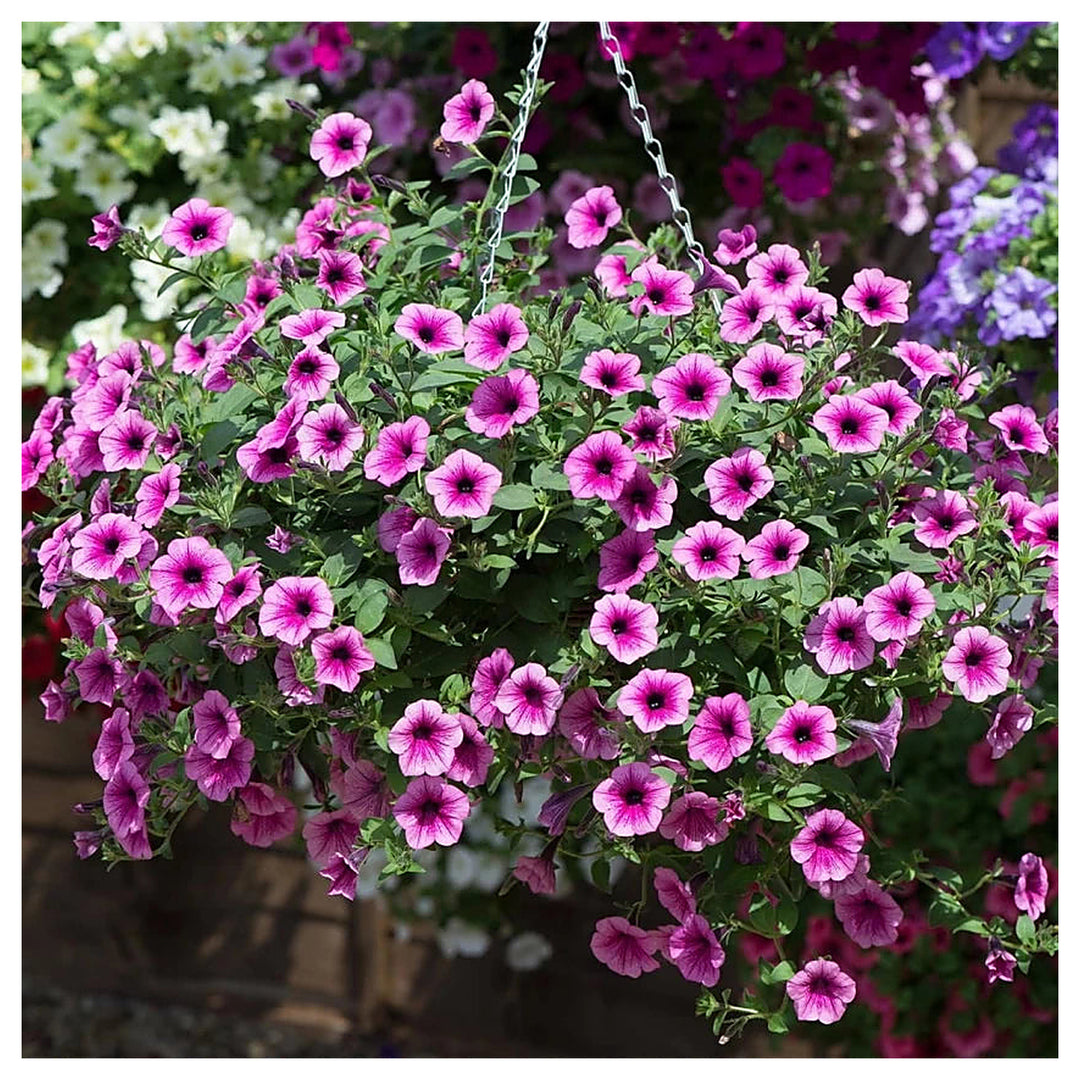 Surfinia Flower Seeds for Planting – Heirloom, Non-GMO, High Germination Vibrant Garden Blooms | Neera Seeds product photo [neera-v4-28de8bc08d7216b8392c]