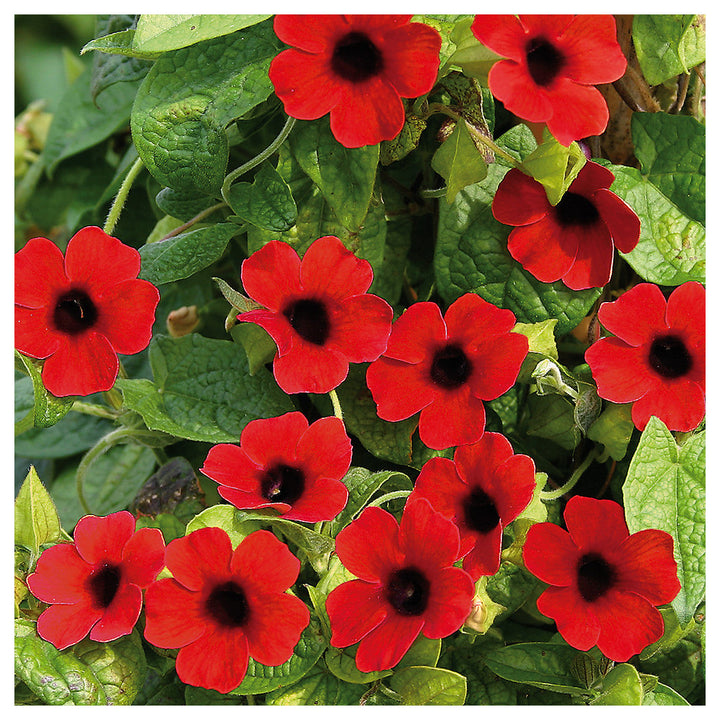 Heirloom Thunbergia Alata Black-Eyed Susan wildflower seed for planting - Non-GMO seeds | Neera Seeds product photo [neera-v4-28e8290649678d7e8162]