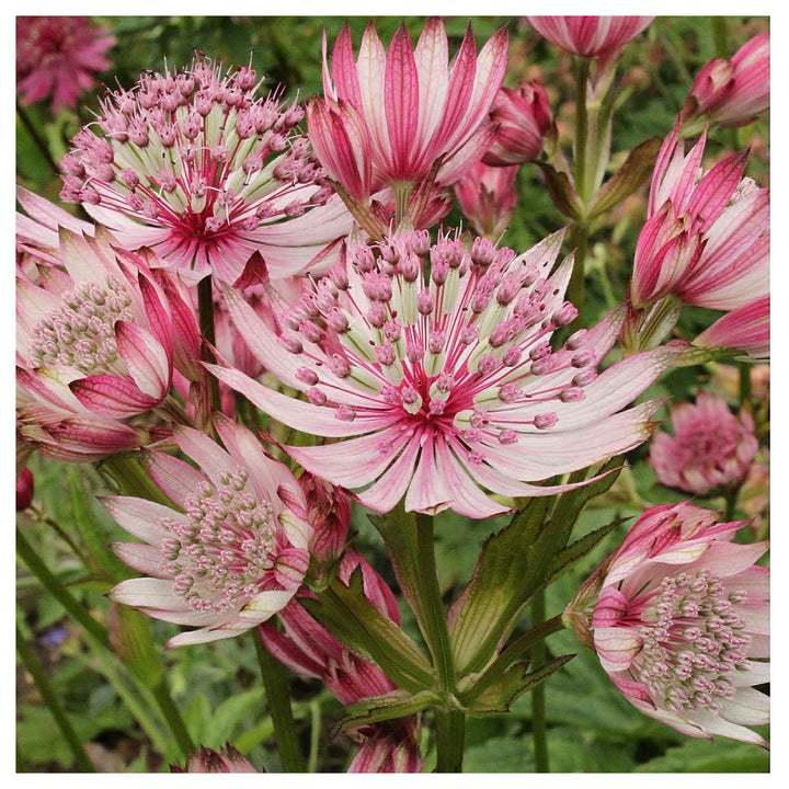 Heirloom Non-GMO Pink Masterwort Flower Seeds for Elegant Cottage and Cutting Garden Planting | Neera Seeds product photo [neera-v4-28f18236f91a29d73917]