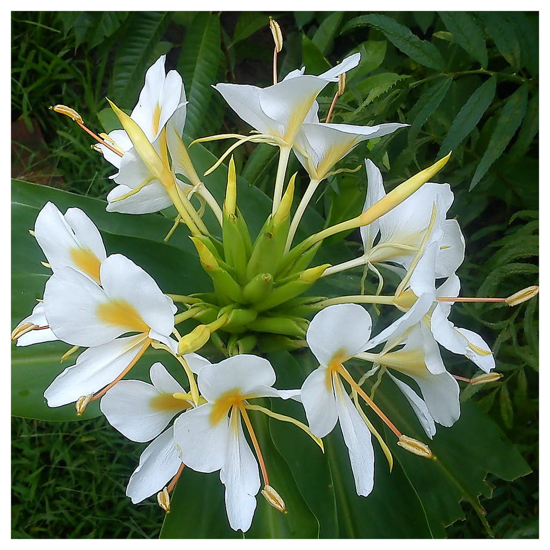 White Ginger Lily (Hedychium coronarium) Flower Seeds – Heirloom Non-GMO, Fragrant Tropical Garden Seeds, High Germ | Neera Seeds product photo [neera-v4-28f4094c44b2da672333]