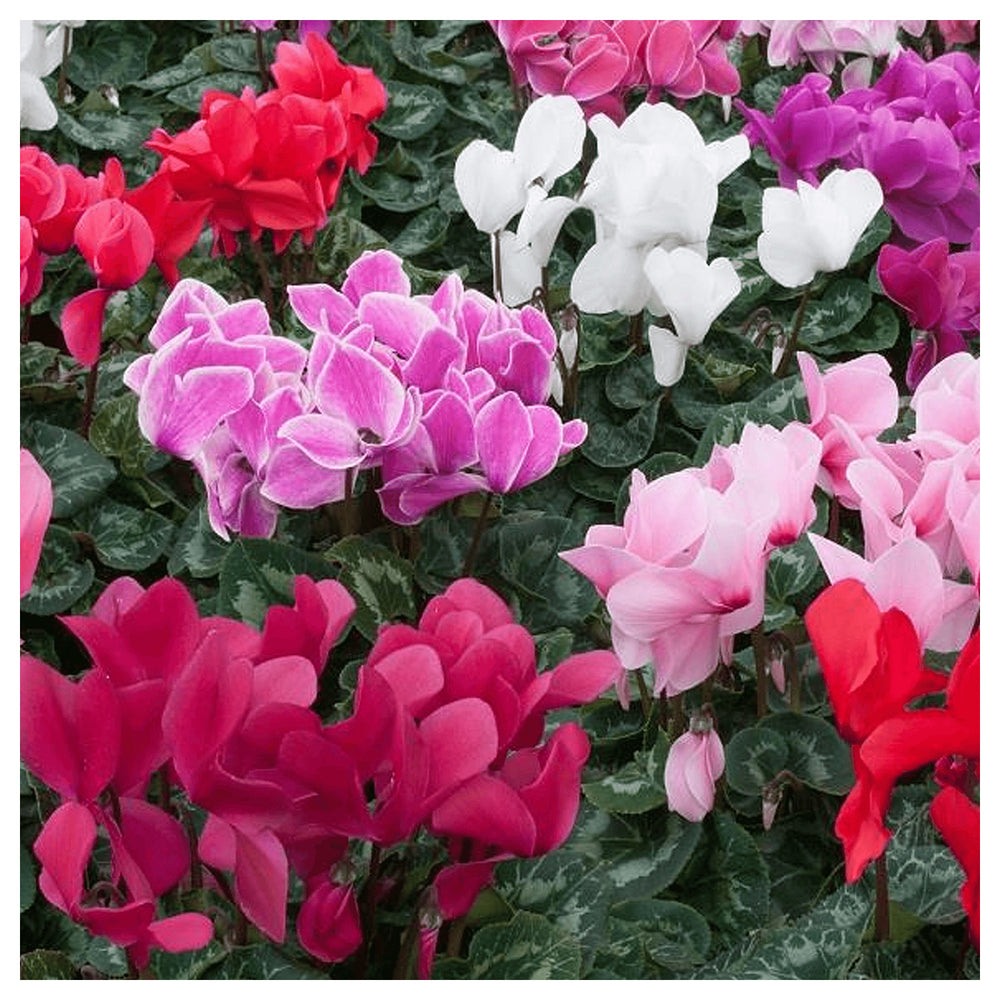 Mixed Color Cyclamen Flower Seeds for Planting – Heirloom, Non-GMO, High Germination Winter Blooms for Pots & Shade | Neera Seeds product photo [neera-v4-28f9a8279f21486440ca]