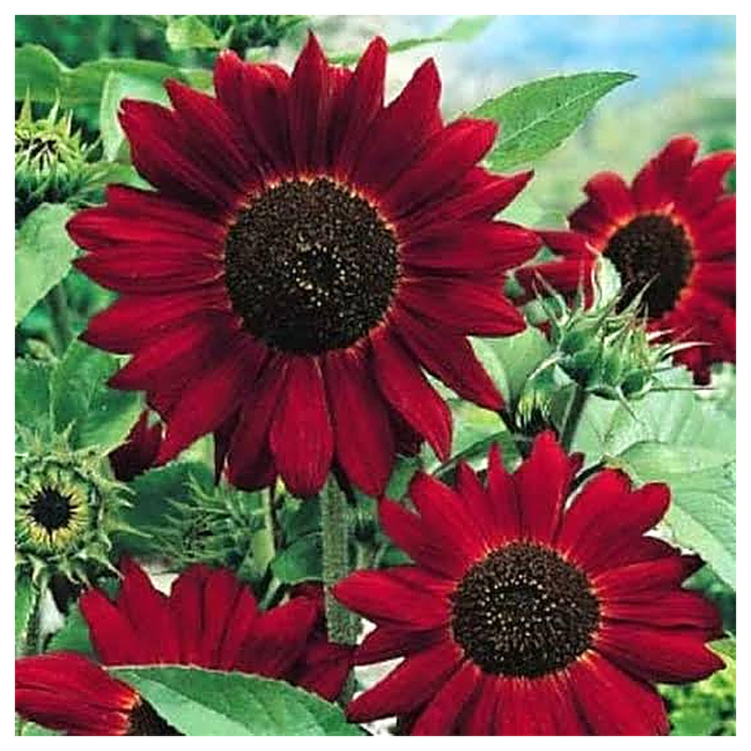 Heirloom Non-GMO Sunflower Plant Seeds for Planting – Bright, Tall Garden Blooms for Pollinators | Neera Seeds product photo [neera-v4-290bf282af3d8b91a8dc]