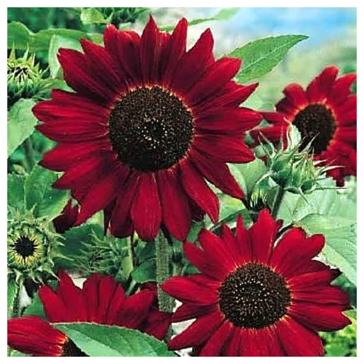 Heirloom Non-GMO Sunflower Plant Seeds for Planting – Bright, Tall Garden Blooms for Pollinators | Neera Seeds product photo [neera-v4-290bf282af3d8b91a8dc]