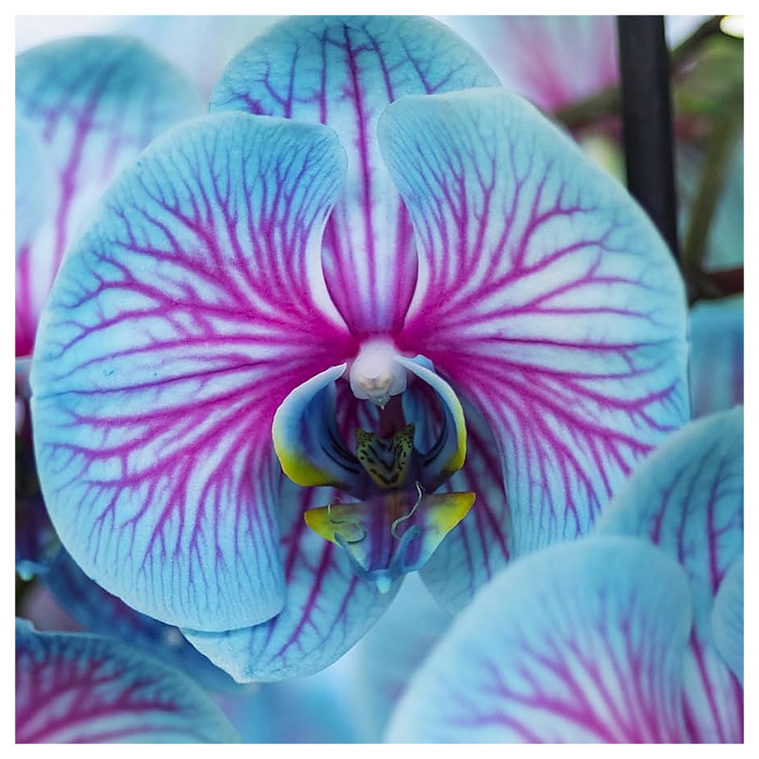 Orchid Bonsai And Garden Flower Planting Flower Seeds Home Garden Planting, Ornamental | Neera Seeds product photo [neera-v4-291991ff1c0e07af6e6b]