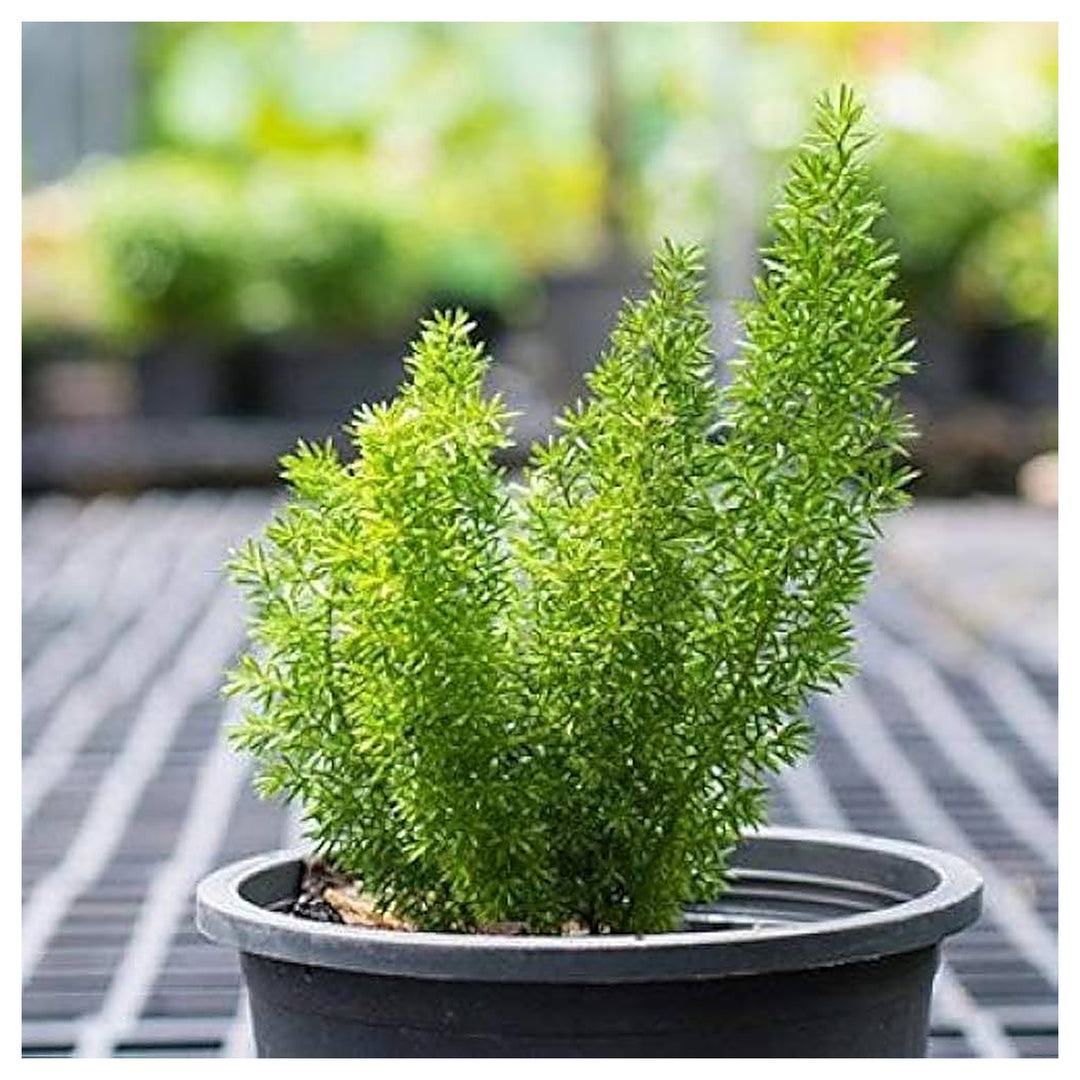 Foxtail Fern Asparagus Densiflorus Plant For Planting Flower Seeds for Home Garden Planting, | Neera Seeds product photo [neera-v4-291f2adddf8212f556b0]