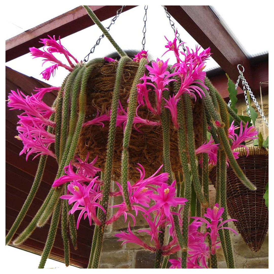 Organic Pink Flagelliformis Plant Seeds for Planting – Heirloom, Non-GMO | Neera Seeds product photo [neera-v4-292c199d610de5552e01]