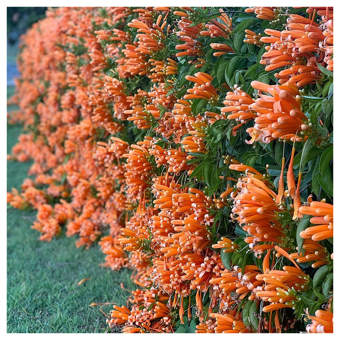 Red Pyrostegia Venusta Flower Seeds for Planting – Heirloom Non-GMO High Germination Climbing Vine Seeds | Neera Seeds product photo [neera-v4-292dda43cf1c648b0a80]