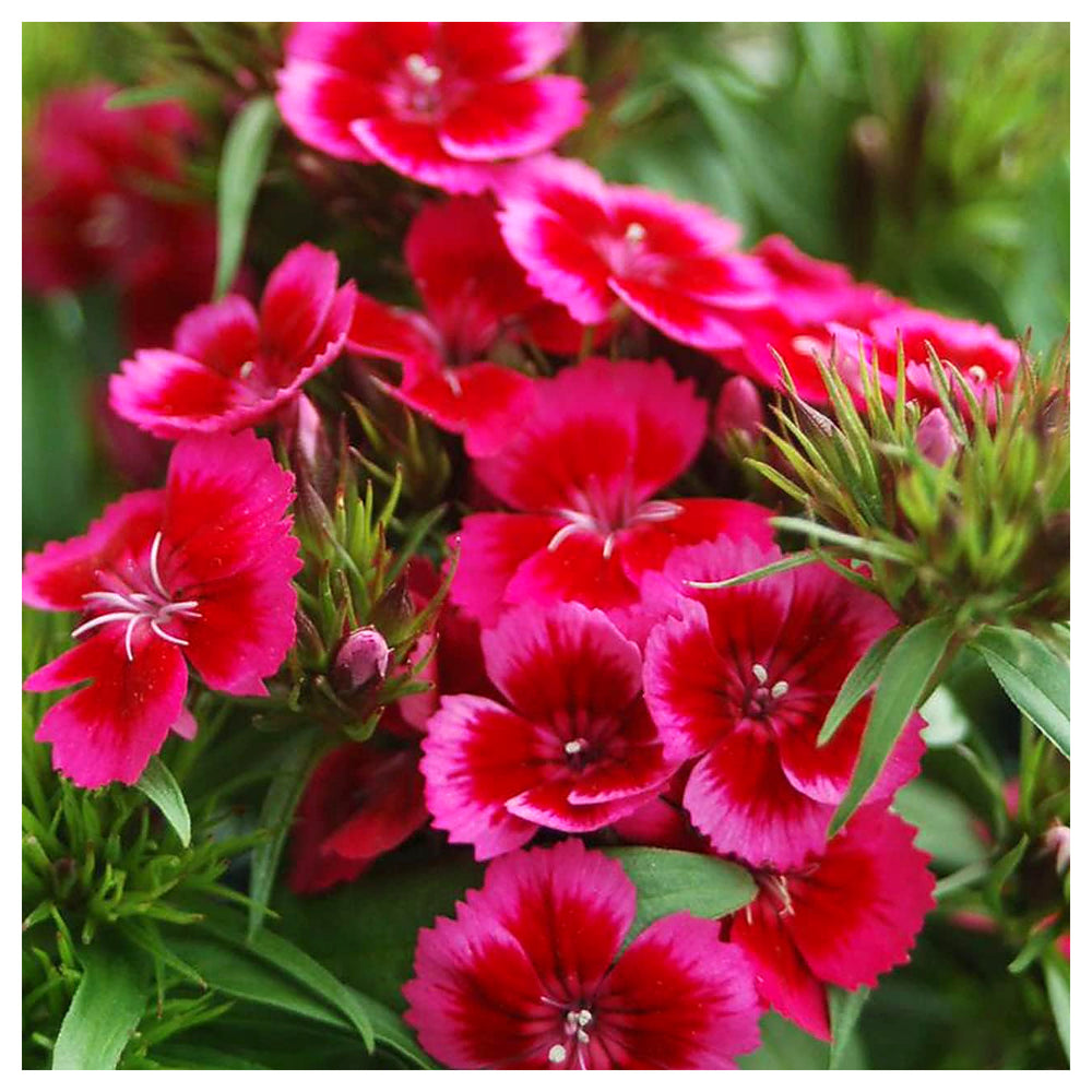 Heirloom Non-GMO Pink & Red Dianthus Flower Seeds for Garden Planting – Vibrant Fragrant Blooms | Neera Seeds product photo [neera-v4-29308e23b653910782ac]