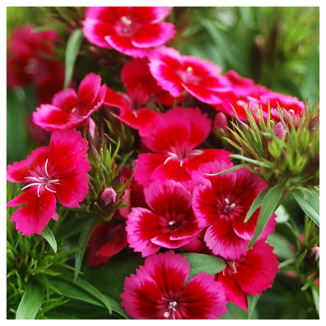 Heirloom Non-GMO Pink &amp; Red Dianthus Flower Seeds for Garden Planting – Vibrant Fragrant Blooms | Neera Seeds product photo [neera-v4-29308e23b653910782ac]