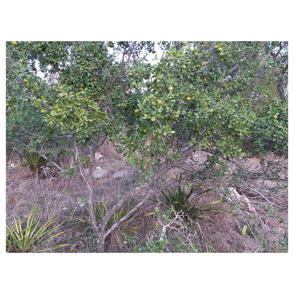 Texas Persimmons (Diospyros texana) Fruit Tree Seeds for Planting – Heirloom Non-GMO Organic Garden Seeds | Neera Seeds product photo [neera-v4-2932d329b7e4420c100c]