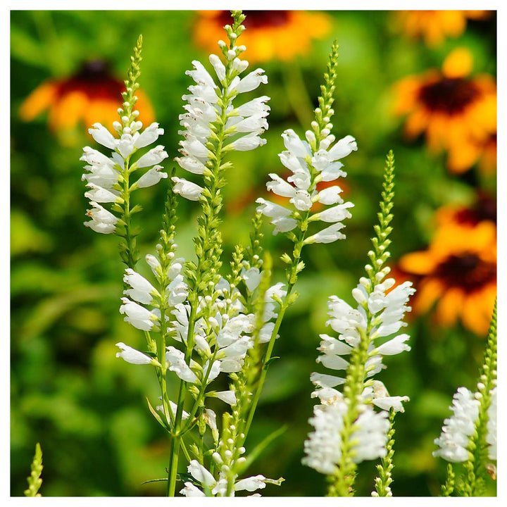 Heirloom Non-GMO White Physostegia Flower Seeds for Elegant Garden Borders and Seasonal Planting | Neera Seeds product photo [neera-v4-296271eccdb218e7a3a6]