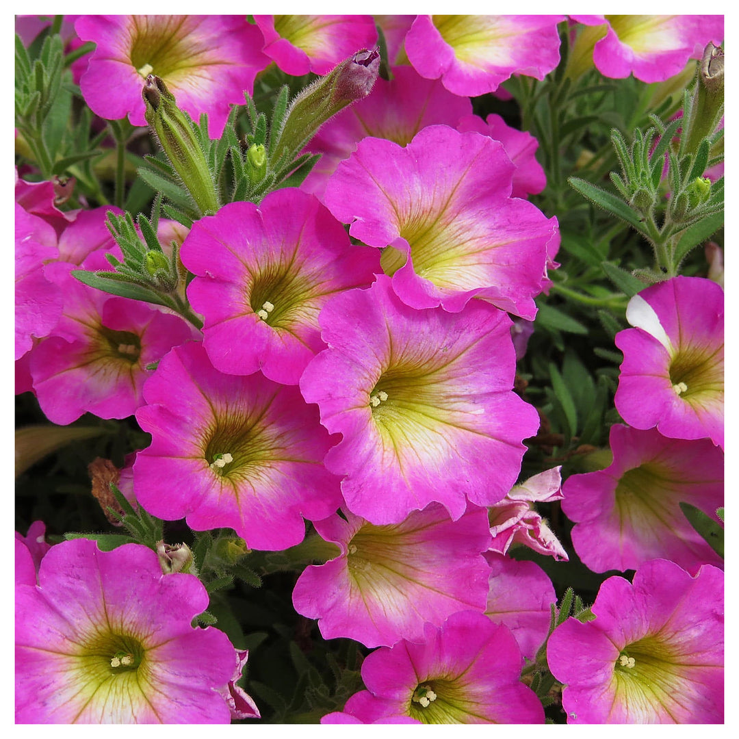 Pink & Yellow Petunia Flower Seeds for Planting – Heirloom, Non-GMO, High Germination Organic Garden Seeds | Neera Seeds product photo [neera-v4-296f505397a5011c2a56]