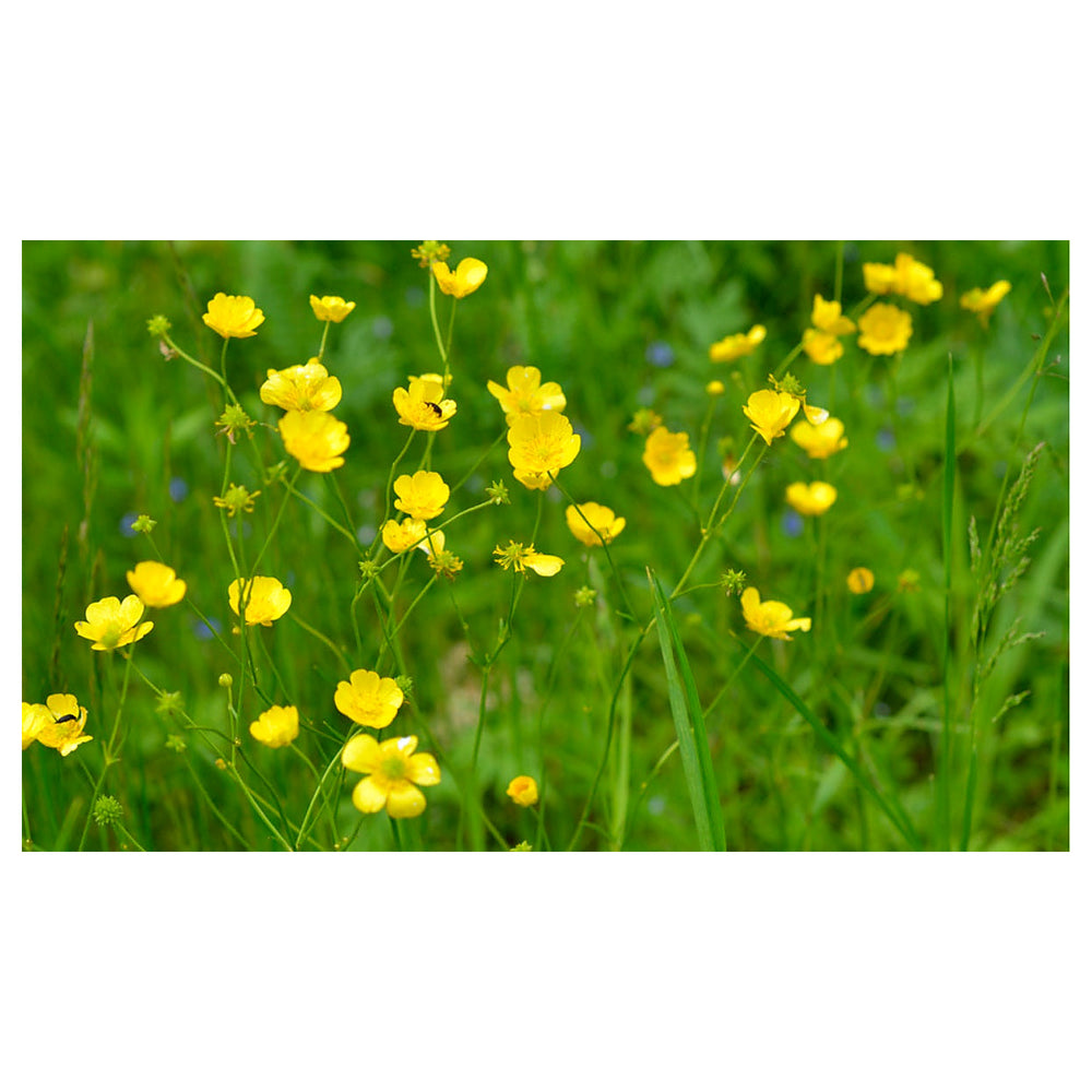 Heirloom Non-GMO Meadow Buttercup Flower Seeds for Planting – Bright Yellow Wildflower Garden Blooms | Neera Seeds product photo [neera-v4-29709df8275b5378121f]