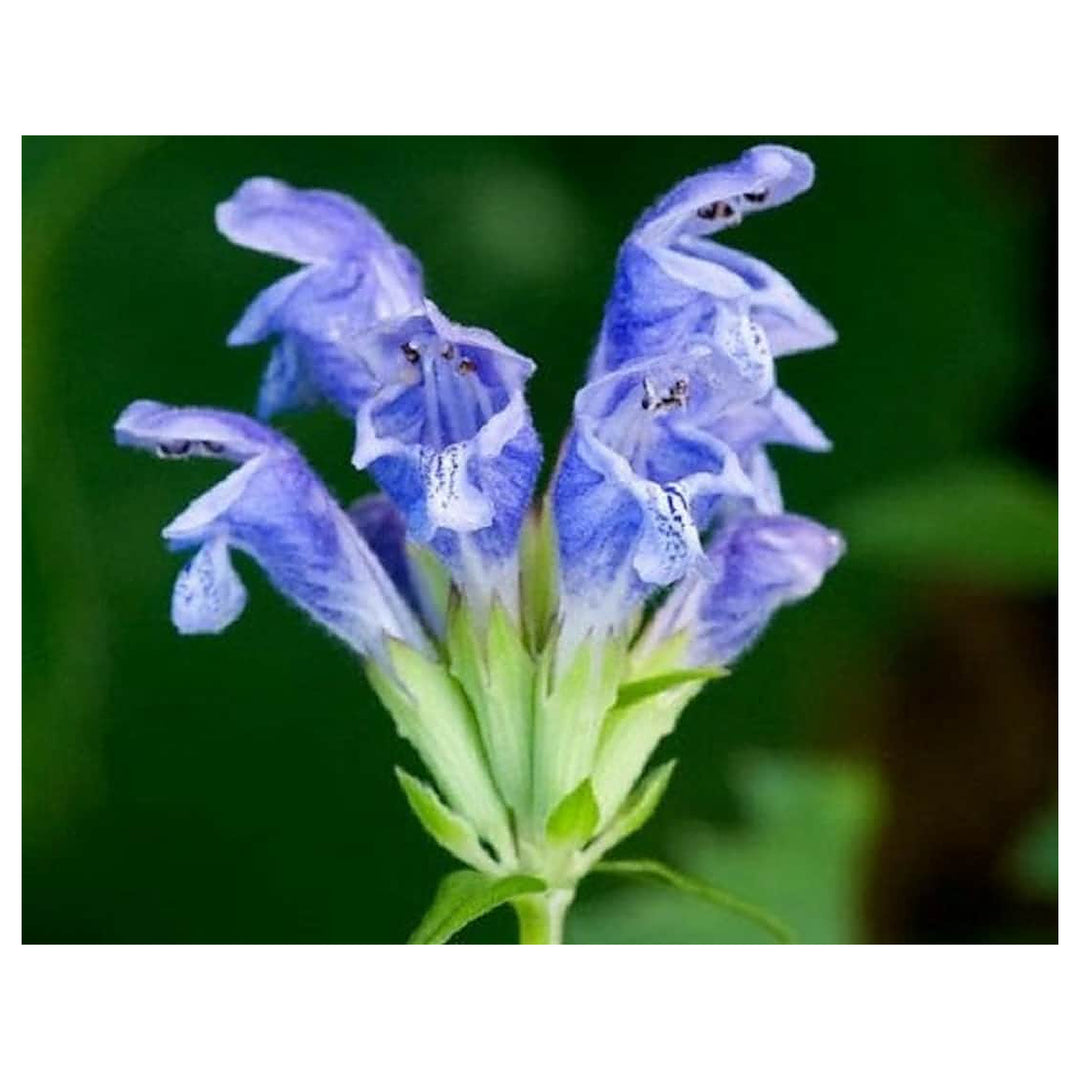 Dracocephalum Flower Seeds – Heirloom Non-GMO Dragonhead Blooms for Pollinator-Friendly Garden Planting | Neera Seeds product photo [neera-v4-29732aedc2611578c84d]