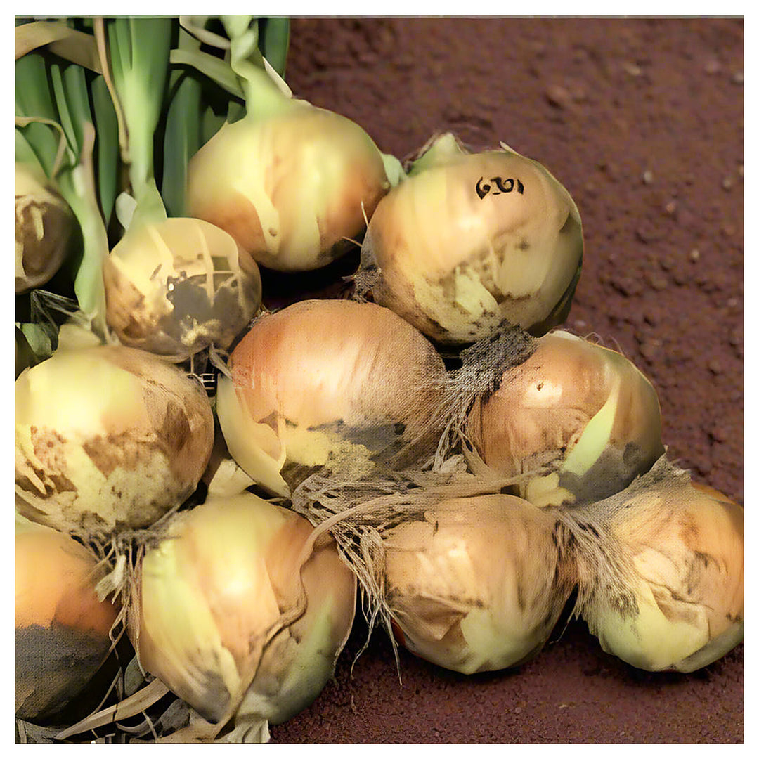 Yellow Onion Vegetable Seeds for Planting – Heirloom, Non-GMO, Organic Garden Vegetable Seeds | Neera Seeds product photo [neera-v4-2988938f2376369657bf]
