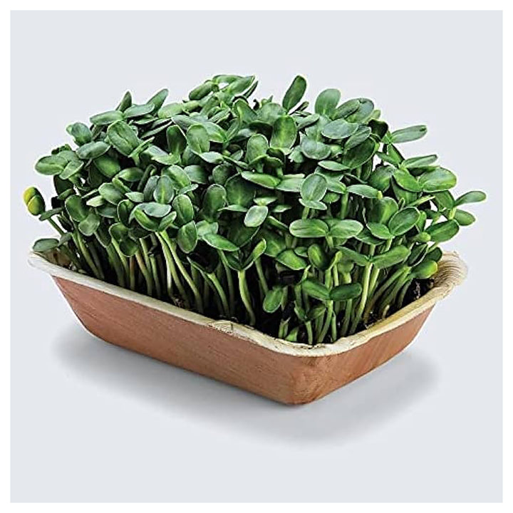 Sunflower Microgreens Seeds – Fast-Growing Heirloom Non-GMO Seeds for Planting | Nutrient-Rich Organic Garden Seeds | Neera Seeds product photo [neera-v4-2995a83e9fce9e6c46d8]