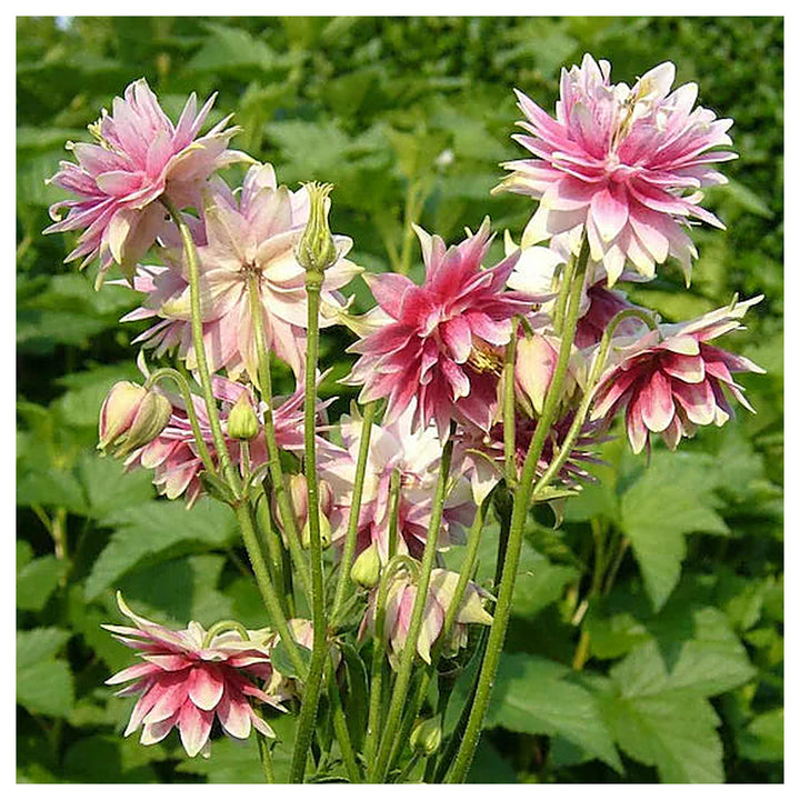 Heirloom Non-GMO Pink Nora Barlow Flower Seeds for Garden Planting – Unique Double Blooms Variety | Neera Seeds product photo [neera-v4-29972bbab8e6e61900a2]