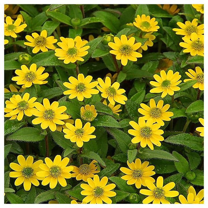 Yellow Creeping Zinnia Flower Seeds – Heirloom Non-GMO Seeds for Vibrant Ground Cover Planting | Neera Seeds product photo [neera-v4-29abc541ead54a2a275d]