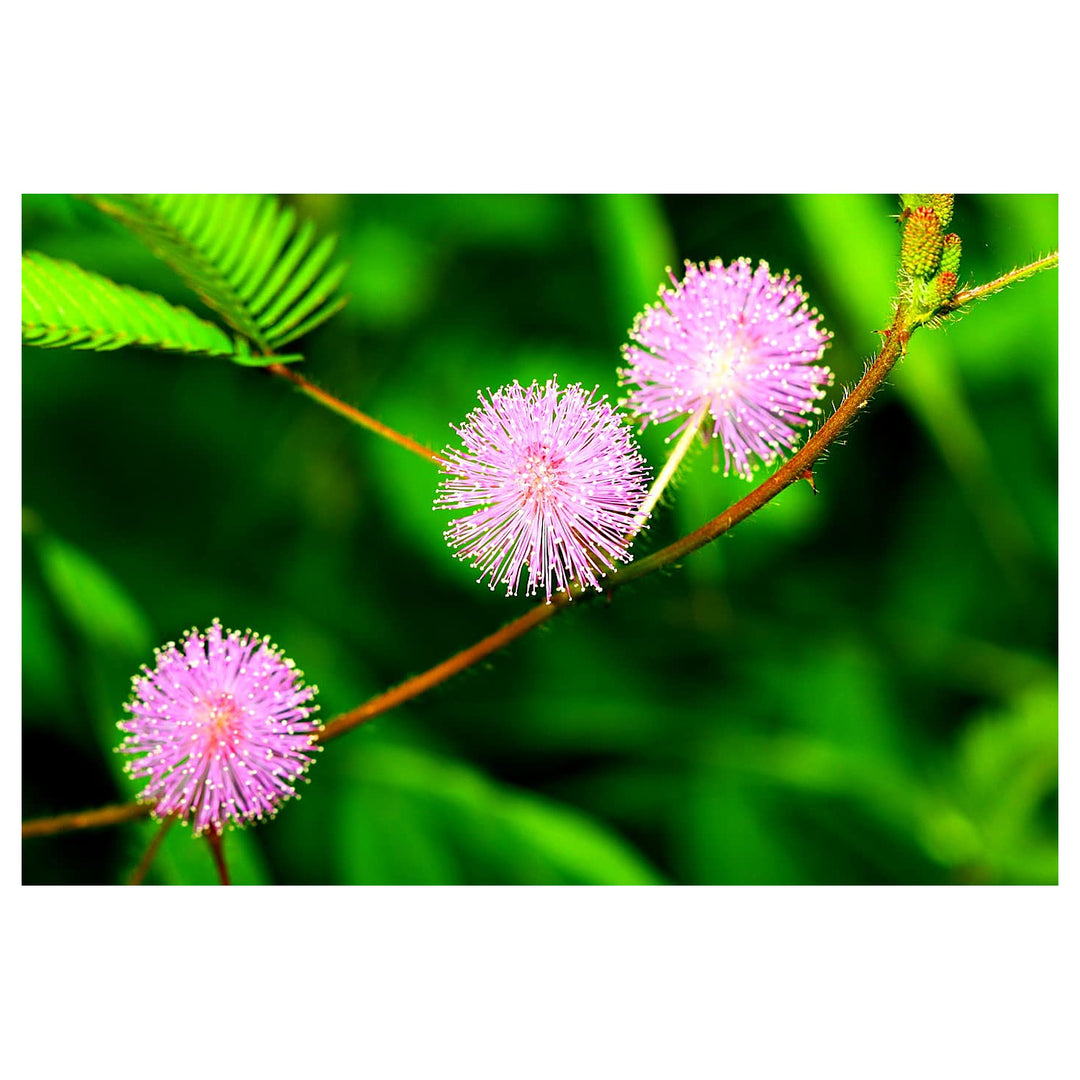 Heirloom Non-GMO Mimosa Pudica Flower Seeds for Planting – Sensitive Plant with Touch Response, High Germination | Neera Seeds product photo [neera-v4-29b28be015d3167315bd]