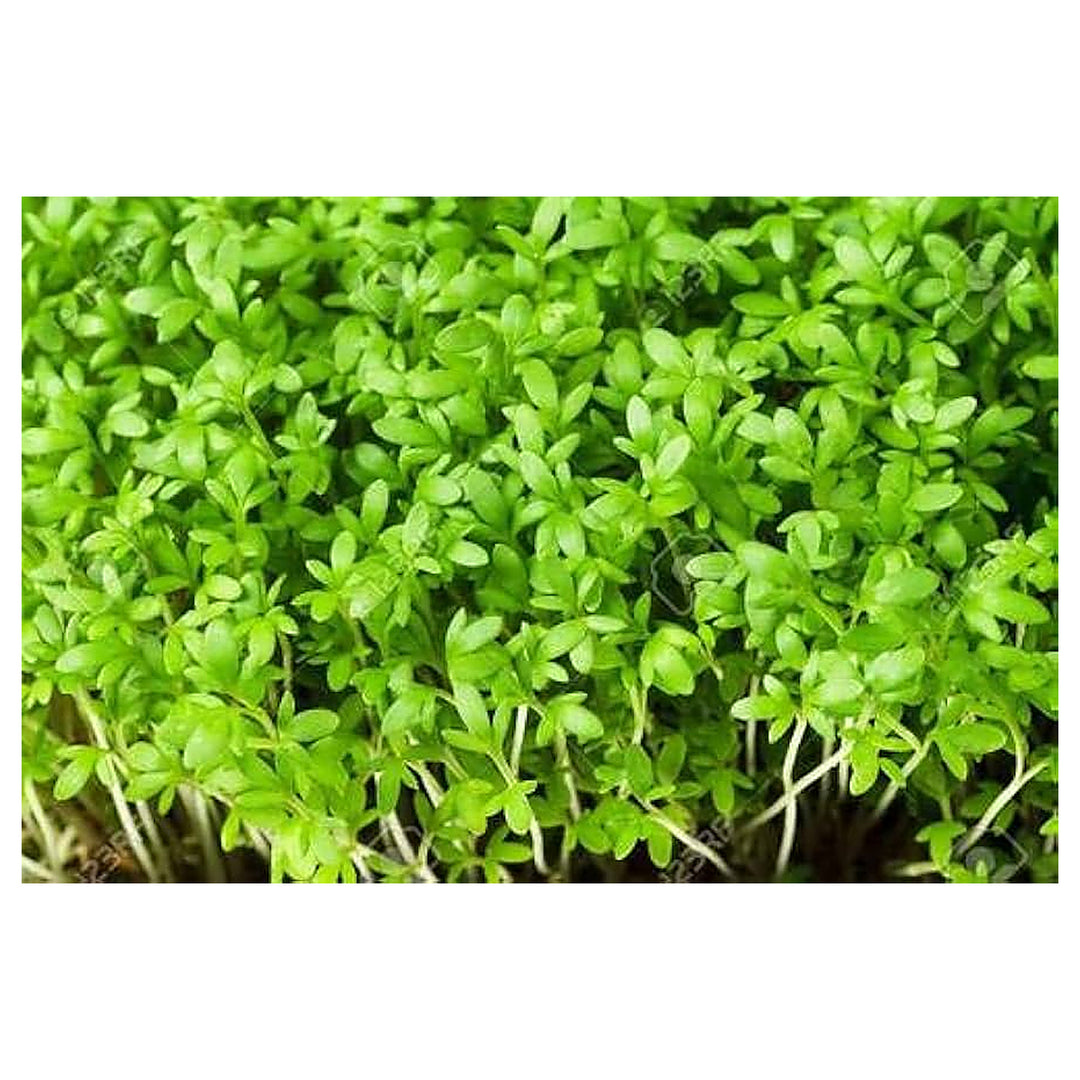 Heirloom Lime Green Rock Cress Flower Seeds for Planting – Non-GMO High Germination Organic Ground Cover Seeds | Neera Seeds product photo [neera-v4-29b3473b8e6173dd2a72]