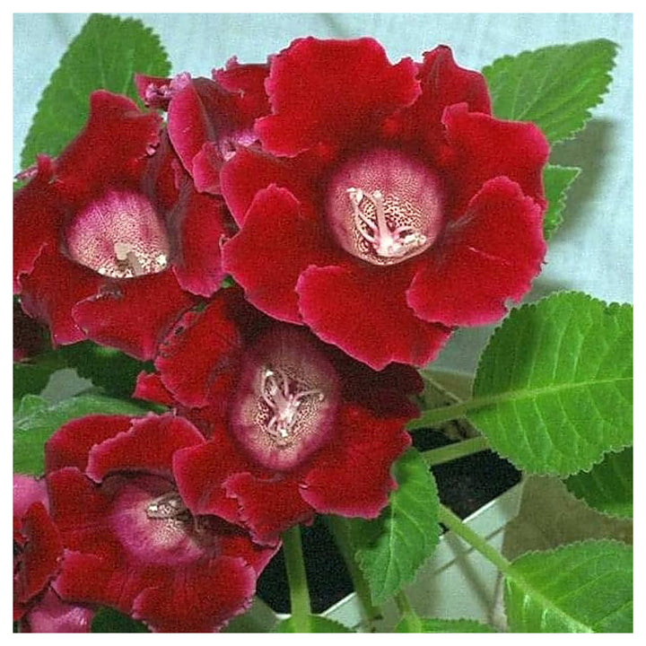 Deep Red Gloxinia Flower Seeds for Planting – Heirloom, Non-GMO, Organic Garden Seeds with High Germination for Vib | Neera Seeds product photo [neera-v4-29b48ee15b3624f5fa56]