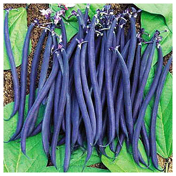 Violet Pole Bean Seeds for Planting – Heirloom, Non-GMO, Organic Garden Seeds, High Germination Climbing Beans | Neera Seeds product photo [neera-v4-29b7db8145494b3b9718]
