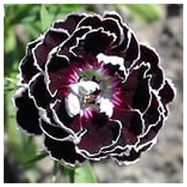 Dianthus Chianti Clove Flower Seeds for Planting - Heirloom Non-GMO High Germination Organic Garden Seeds | Neera Seeds product photo [neera-v4-29b8a04cae3d774e36c8]