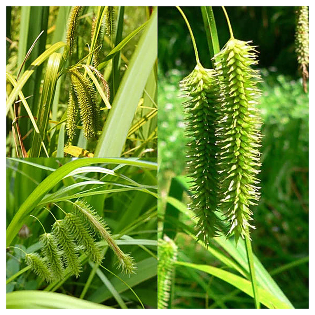 Carex Pendula Seeds for Planting – Elegant Drooping Sedge Grass, Perennial Ornamental Seeds for Shade Gardens | Neera Seeds product photo [neera-v4-29b9e3a145a9f9fe1365]