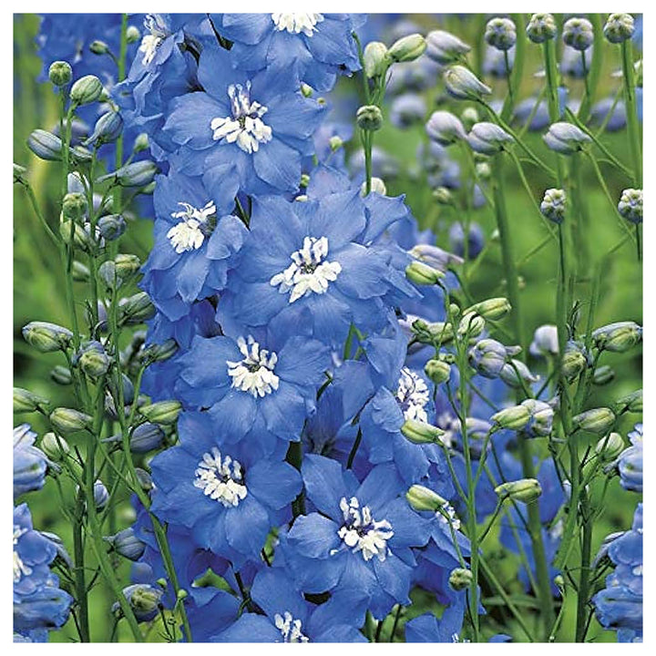 Delphinium Summer Skies Cultorum Bulk Flower Seeds Home Garden Planting, Colorful Organic | Neera Seeds product photo [neera-v4-29c39ead931988a1ed6f]
