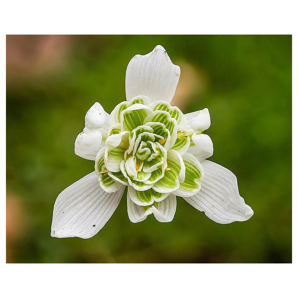 Rare Scented Snowdrops (Galanthus nivalis 'Flore Pleno') Flower Seeds for Planting | Neera Seeds product photo [neera-v4-29ca28e03a933290178b]