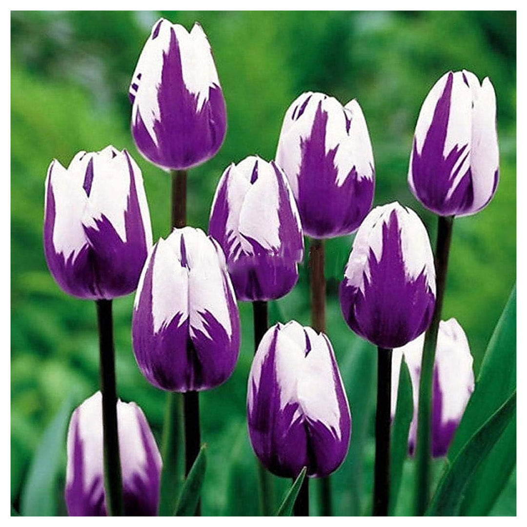 White Purple Flower Seeds for Planting - Heirloom Non-GMO High Germination Organic Garden Seeds | Neera Seeds product photo [neera-v4-29cd9b24d6bc75dc1a3b]