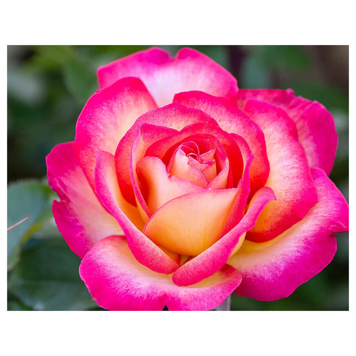 Sorbet Roses Floribunda Seeds for Planting – Heirloom Non-GMO Flower Garden Seeds | High Germination | Neera Seeds product photo [neera-v4-29d238869627f4a37685]
