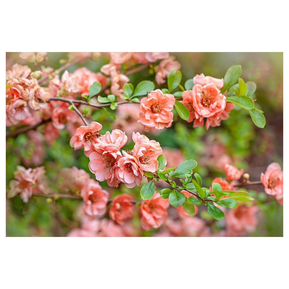 Pink Chaenomeles Flower Seeds for Planting – Beautiful Ornamental Shrub | Neera Seeds product photo [neera-v4-29e17c6e09970f21aac9]