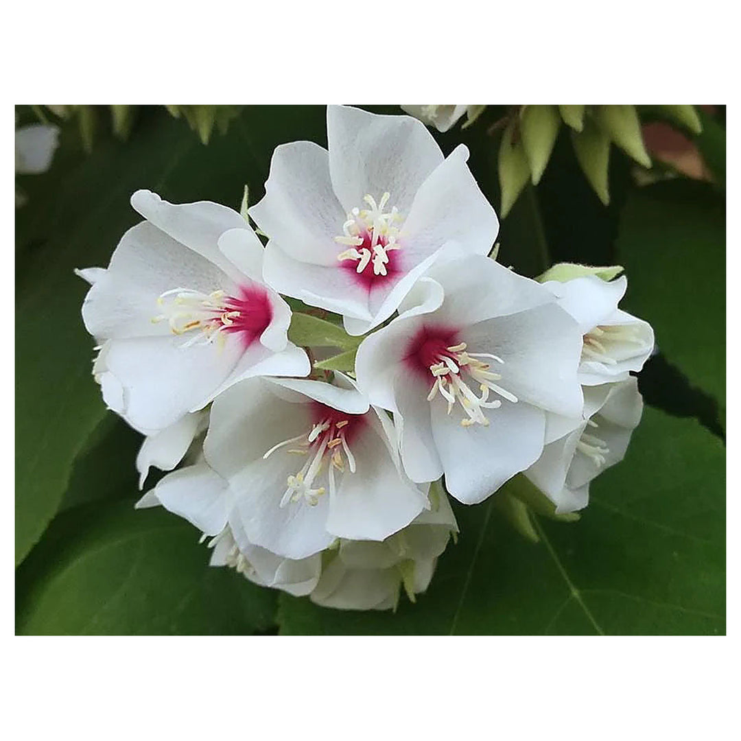Dombeya Burgessiae Flower Seeds for Planting, NON GMO Seeds | Neera Seeds product photo [neera-v4-29e4af4b715689e1778d]
