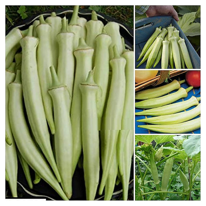 White Okra Vegetable Seeds for Planting – Heirloom, Non-GMO Seeds for High-Yield Organic Garden Growing | Neera Seeds product photo [neera-v4-29edb2fd640d92eda1c7]
