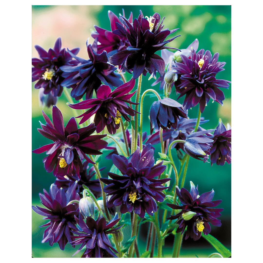 Heirloom Non-GMO Barlow Flower Seeds for Planting – Unique Double-Bloom Ornamental Garden Flowers | Neera Seeds product photo [neera-v4-29f41d4db279fa8618f0]