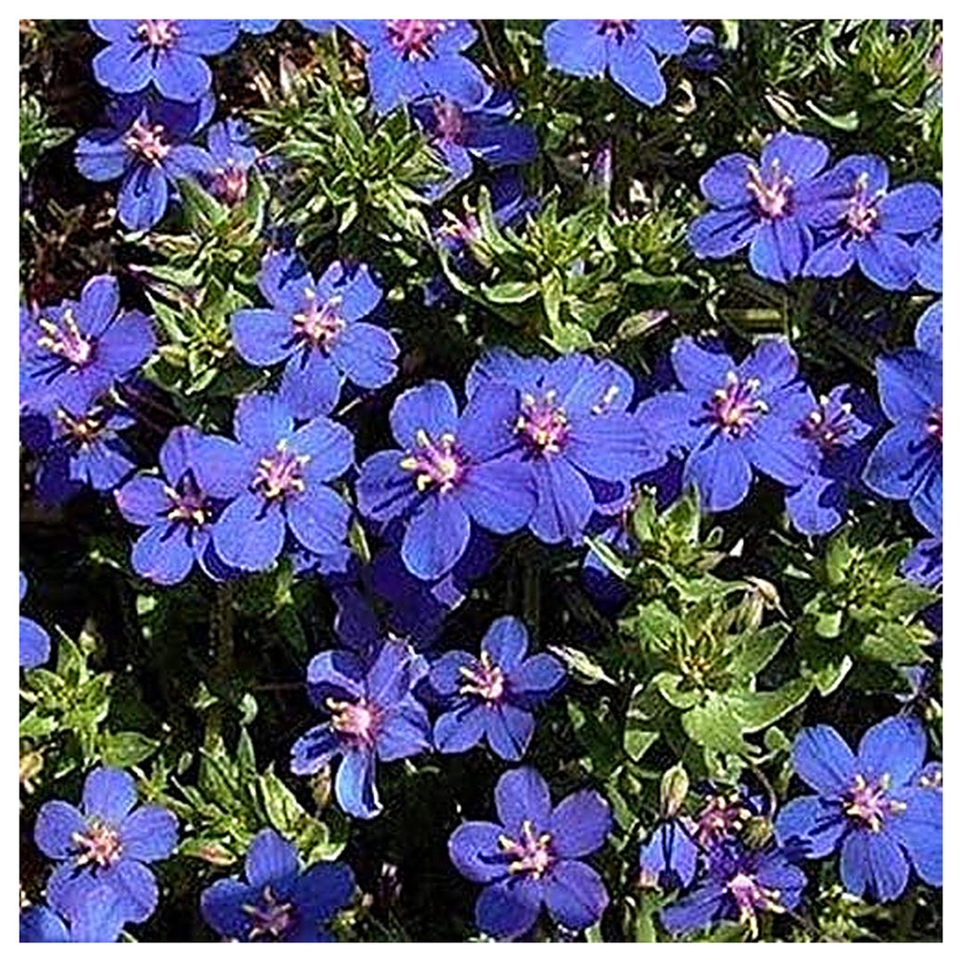 Blue Blue Pimpernel For Stunning Flowers Flower Seeds for Home Garden Planting, Ornamental Organic | Neera Seeds product photo [neera-v4-2a0a178196f3291ef805]