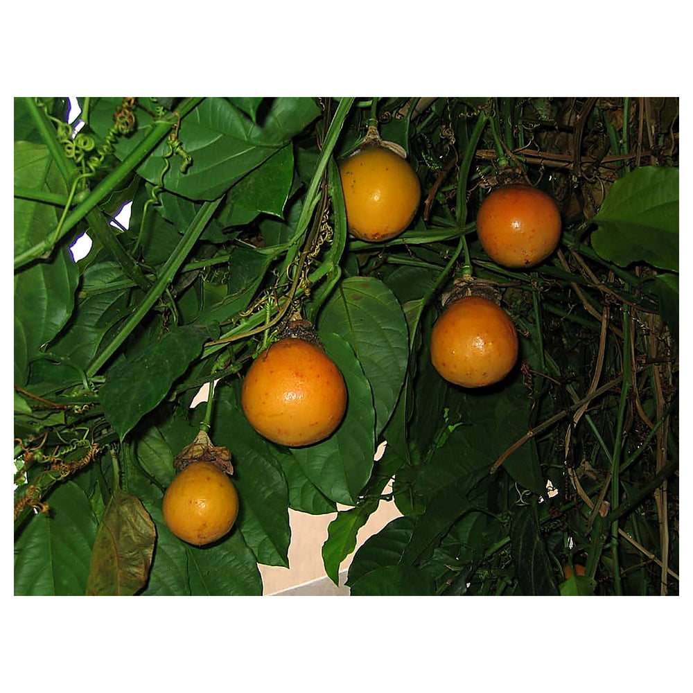 Passiflora Alata Fruit Seeds for Planting – Exquisite Passion Fruits, Heirloom & Non-GMO, High Germination Seeds | Neera Seeds product photo [neera-v4-2a14bd9003385b1ca81c]