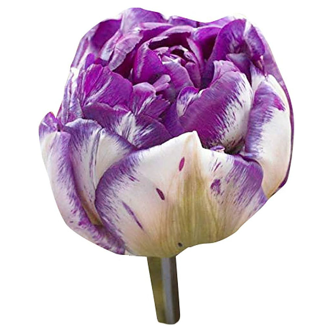 White Lavender Tulip Flower Seeds for Planting – Heirloom, Non-GMO, High Germination Garden Seeds | Neera Seeds product photo [neera-v4-2a174243d5b2aaf2ad5f]