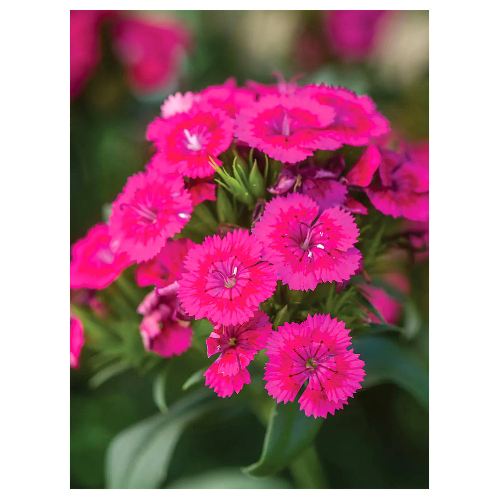 Heirloom Pink Dianthus Flower Seeds for Planting – Non-GMO, High Germination Fragrant Garden Blooms | Neera Seeds product photo [neera-v4-2a182682e1cffef5aac4]