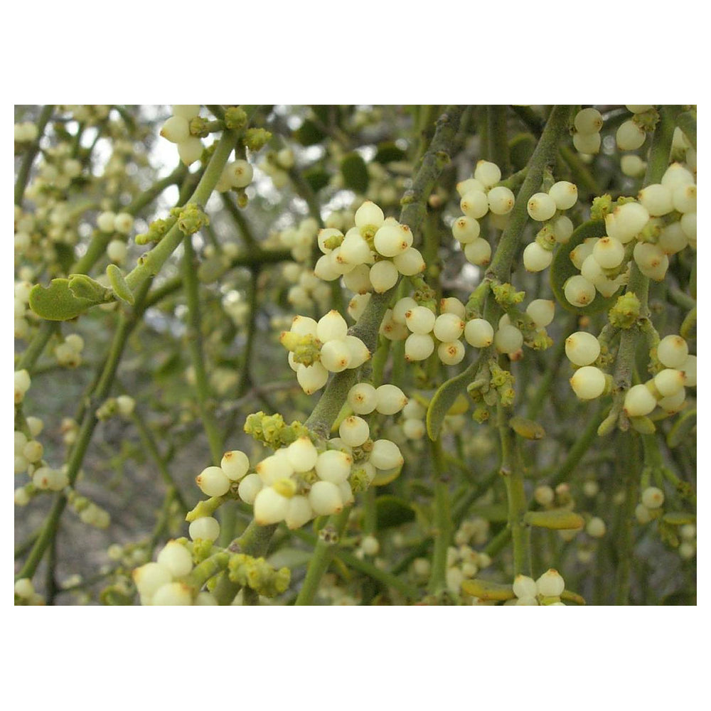 Oak Mistletoe Fruit Seeds for Planting – Ideal for Growing Unusual Plants, Heirloom & Non-GMO Seeds for Home Garden | Neera Seeds product photo [neera-v4-2a2133d7aa4a20afe003]