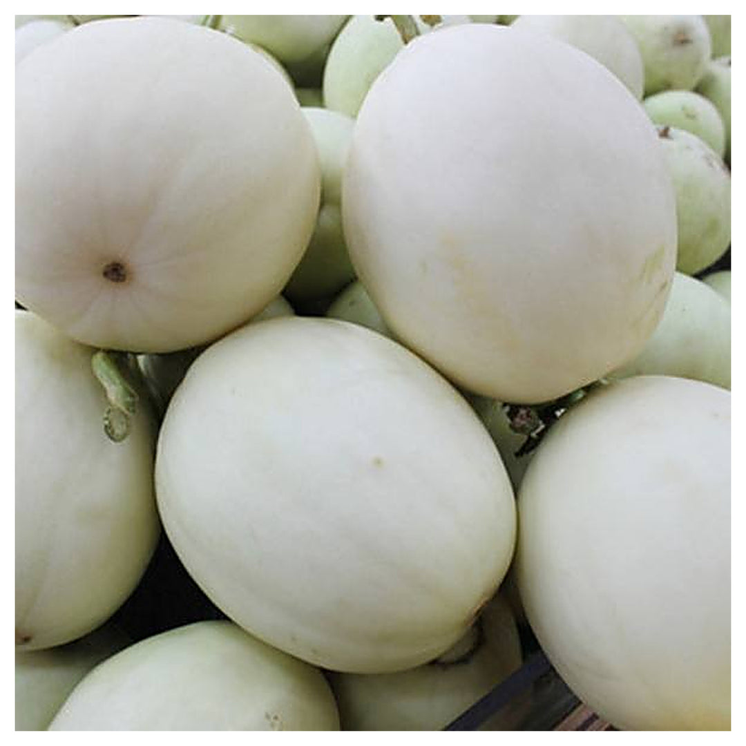White Cantaloupe Melon Seeds for Planting – Premium Quality Heirloom &amp; Non-GMO Seeds for Sweet Juicy Melons | Neera Seeds product photo [neera-v4-2a25662bb57dc563abd8]