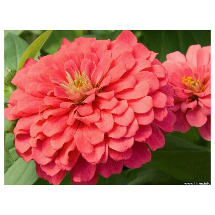 Zinnia Salmon Queen Flower Seeds for Planting – Bright Blooms, Non-GMO, Heirloom Seeds | Neera Seeds product photo [neera-v4-2a2bb20988ea50e952cb]