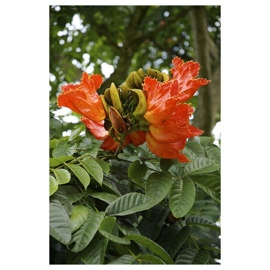 Heirloom Non-GMO Tulip Tree Flower Seeds for Planting – Rare Ornamental Flower Seeds | Neera Seeds product photo [neera-v4-2a44cd61ae59a9d5adf2]