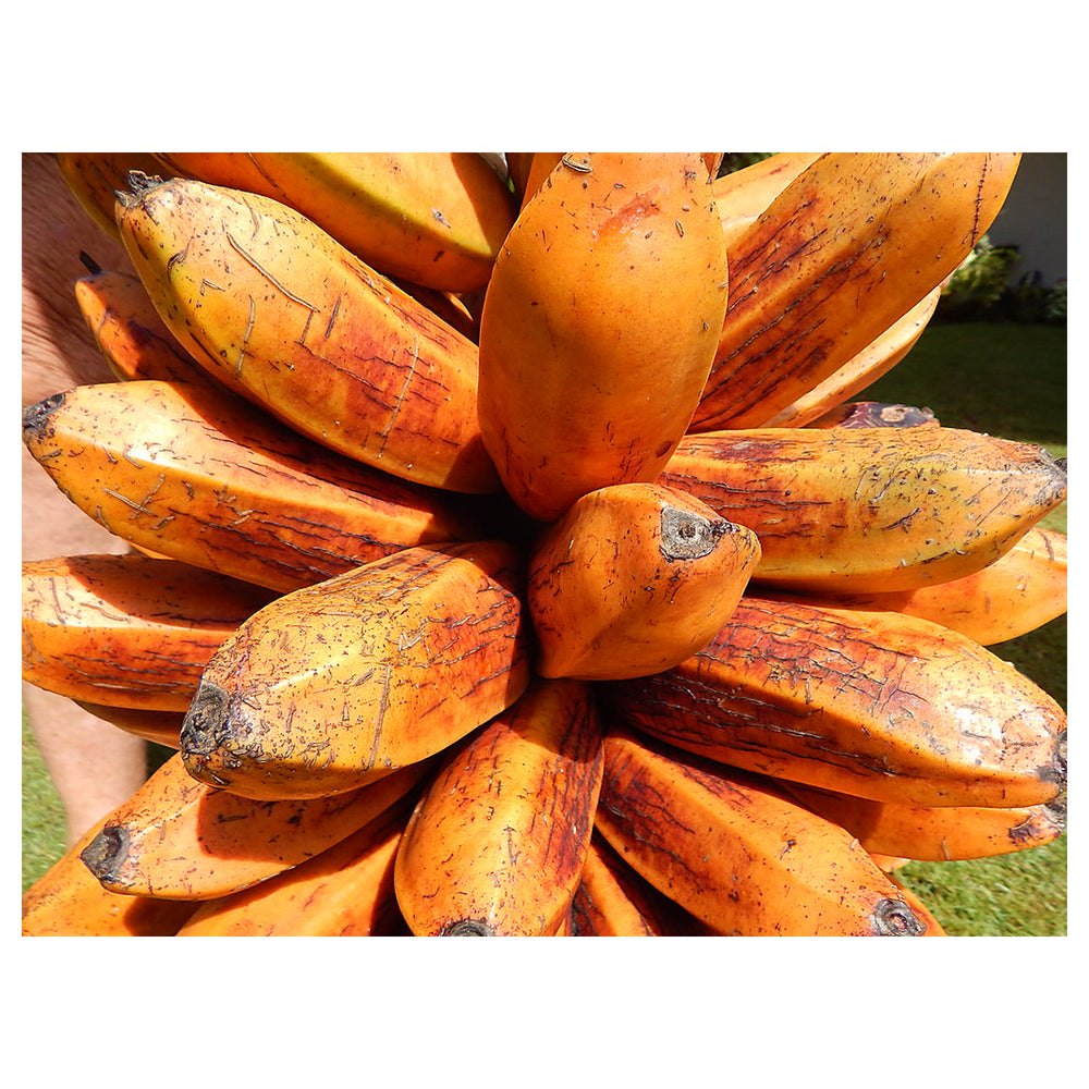 Orange Banana Fruit Seeds for Planting – Heirloom, Non-GMO Variety for High-Yield Tropical Gardens | Neera Seeds product photo [neera-v4-2a4d95db83d47c87c2e9]